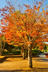 コウヨウ/ 黄葉