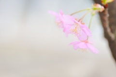 カワヅザクラ/ 河津桜