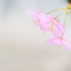 カワヅザクラ/ 河津桜