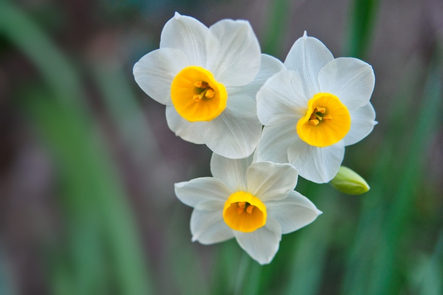 スイセン/ 水仙