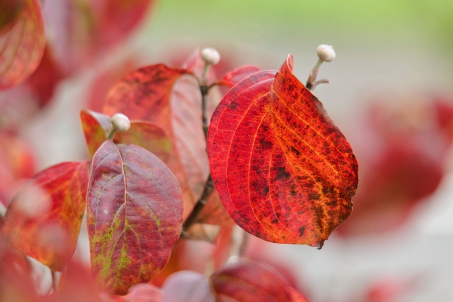 ハナミズキ/ 花水木