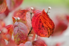 ハナミズキ/ 花水木