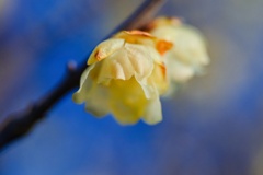 ソシンロウバイ/ 素心蝋梅