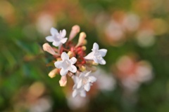 ハナツクバネウツギ/ 花衝羽根空木