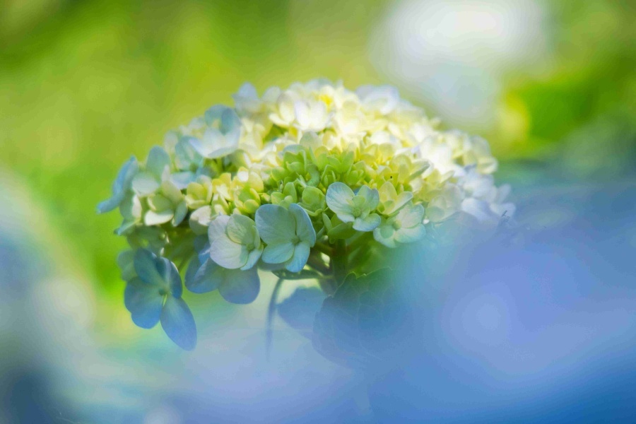アジサイ/ 紫陽花