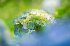 アジサイ/ 紫陽花