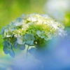 アジサイ/ 紫陽花