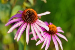 ムラサキバレンギク/ 紫馬簾菊