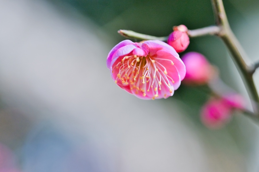 コウバイ/ 紅梅