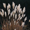 ススキ/ 芒 薄