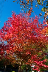 紅葉 (トウカエデ/ 唐楓)