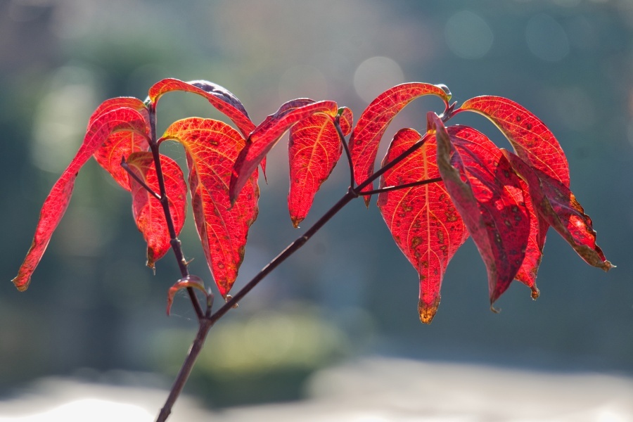 ハナミズキ/ 花水木