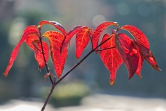 ハナミズキ/ 花水木