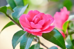 サザンカ/ 山茶花