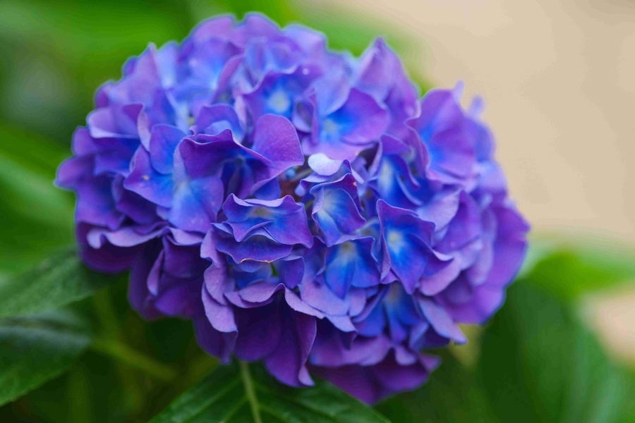 ジサイ/ 紫陽花