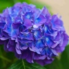 ジサイ/ 紫陽花