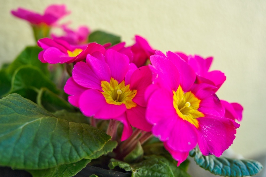 プリムラ・ジュリアン