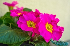 プリムラ・ジュリアン