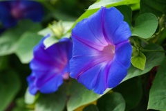 アサガオ/ 朝顔