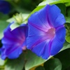 アサガオ/ 朝顔