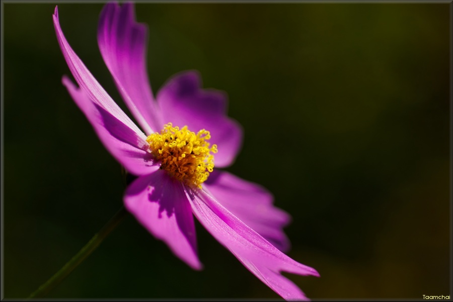 コスモス/ 秋桜