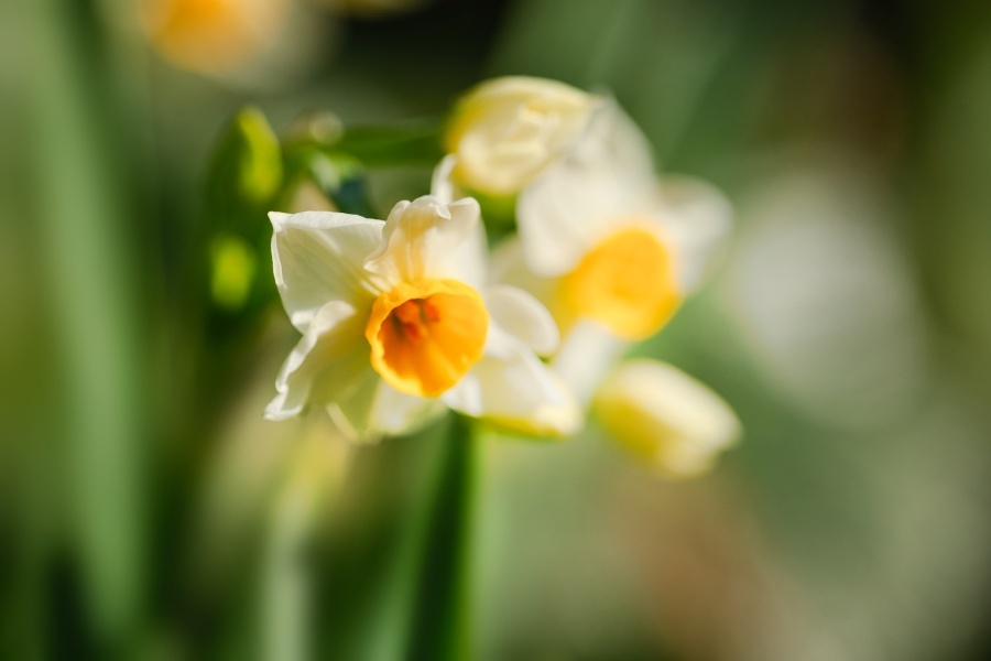 スイセン/ 水仙