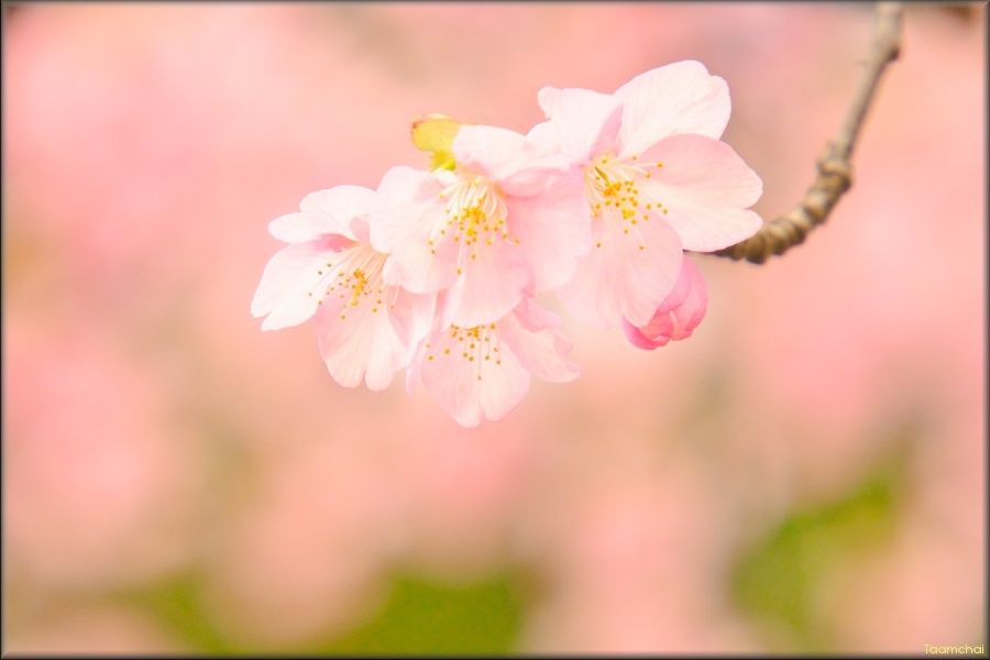 カワヅザクラ/ 河津桜 