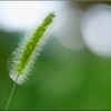 エノコログサ/ 狗尾草