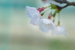 ソメイヨシノ/ 染井吉野