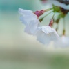 ソメイヨシノ/ 染井吉野