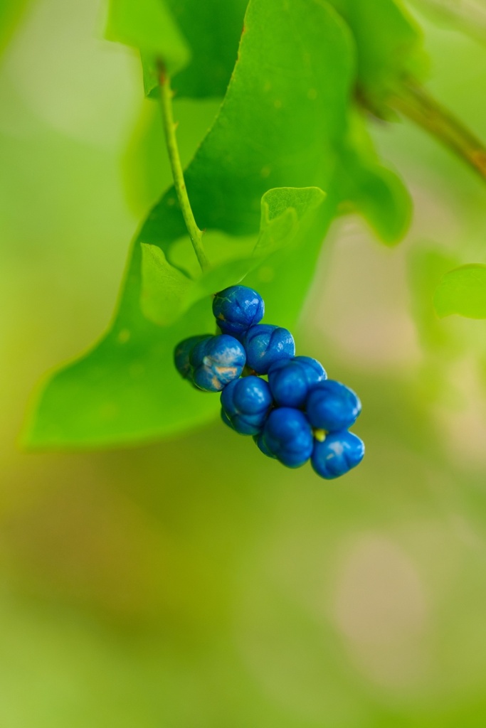 イシミカワ/ 石実皮