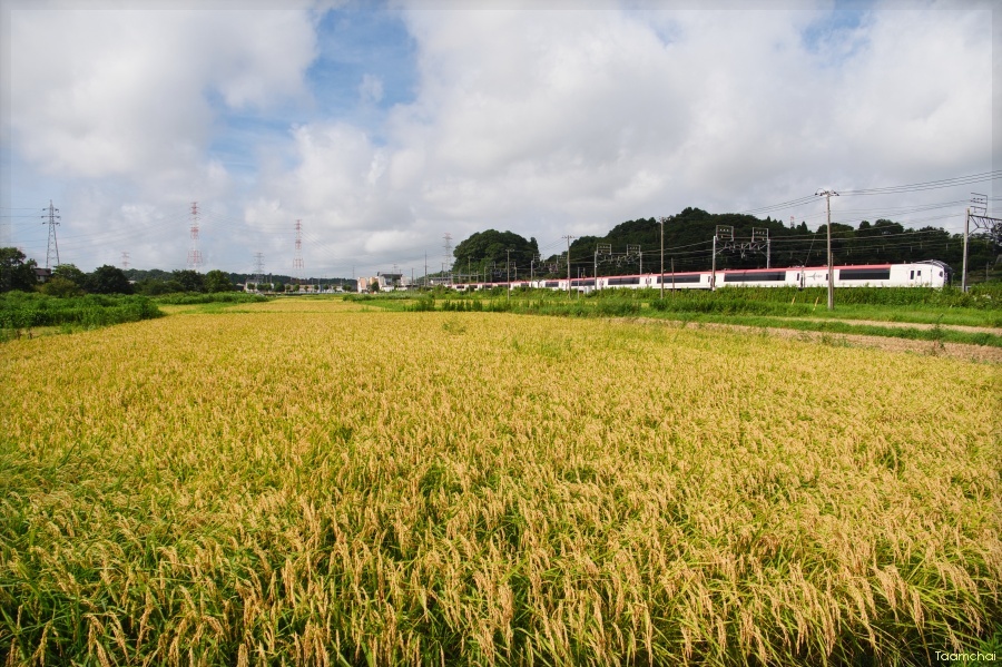 田園風景