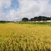 田園風景