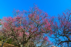 コウバイ/ 紅梅