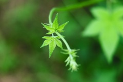 アレチウリ/ 荒地瓜