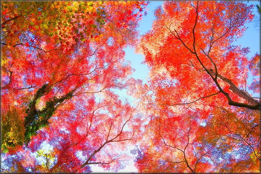 モミジ/ 紅葉