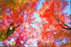 モミジ/ 紅葉