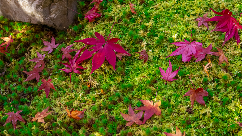 京都南禅寺 紅葉