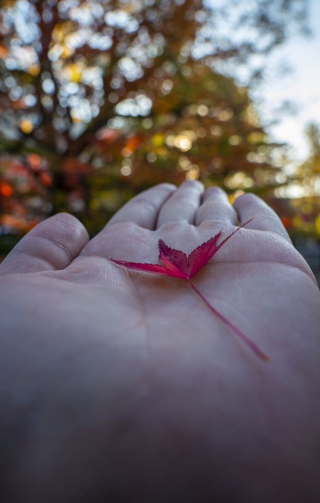 京都南禅寺 紅葉