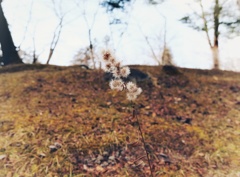軽井沢 諏訪神社