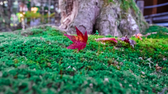 京都南禅寺 紅葉