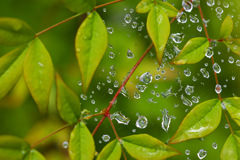 蜘蛛の巣と雨粒