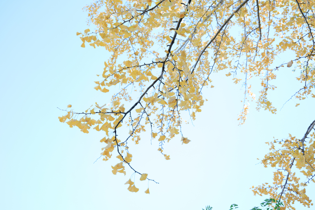 見上げた先の秋