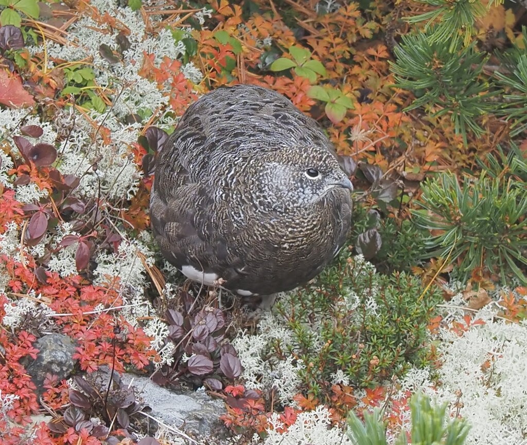 雷鳥さん