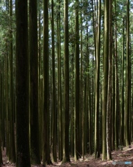 苔むした杉