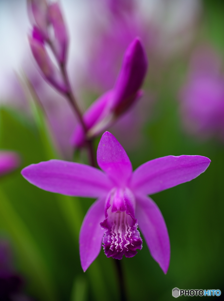 紫の花１