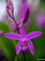 紫の花１