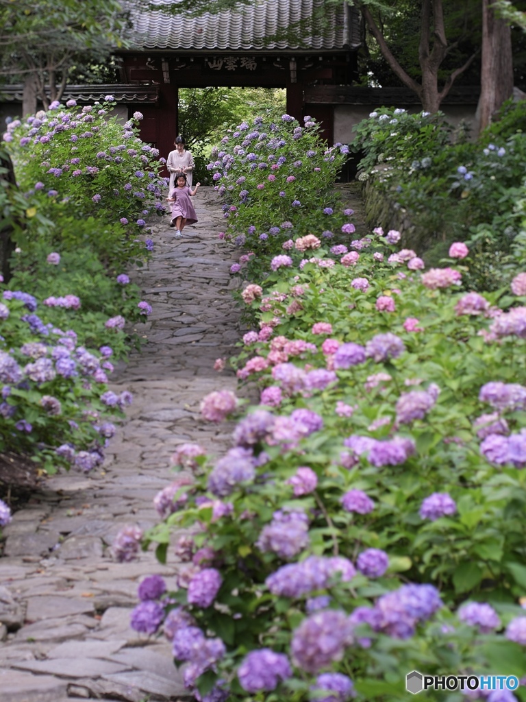 紫陽花コーデ