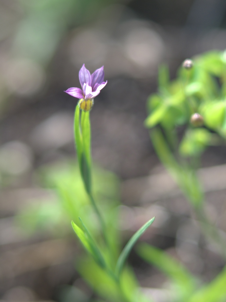 紫の花