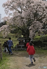 子守り地蔵の春